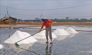 Giá muối giảm 30% khiến diêm dân lo lắng