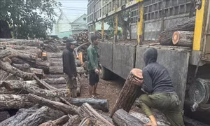 Báo động tình trạng phá rừng tại xã biên giới Ia Mơ, Gia Lai
