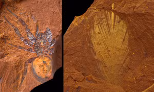Phát lộ hàng nghìn hóa thạch độc đáo từ kỷ Miocene tại Australia 