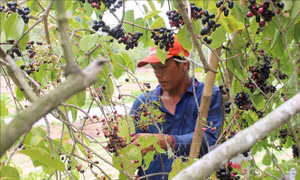 An Giang mùa trâm chín