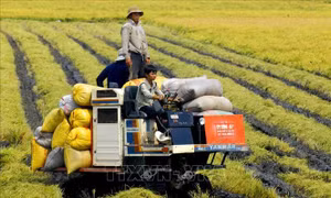 Thúc đẩy nông nghiệp, kinh tế - xã hội nông thôn phát triển nhanh, bền vững