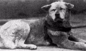 Hồi ức xúc động về chú chó Hachiko dịp kỷ niệm 100 tuổi 