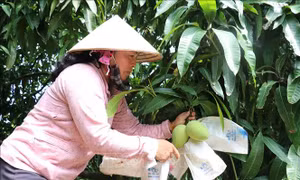Đồng Tháp cấp 327 mã số vùng trồng xoài