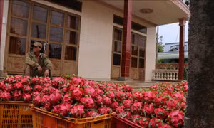 Thanh long chín rộ ùn ứ không tiêu thụ được, rớt giá còn 1.500 - 2.000 đồng/kg 