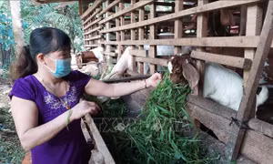 Phụ nữ Bến Tre hiện thực hóa giấc mơ thoát nghèo bền vững