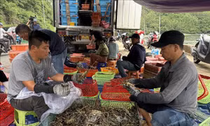 Khẩn trương thu hoạch tôm hùm tránh bão số 13