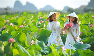 Thơ mộng sen hồng vùng đất cố đô Ninh Bình