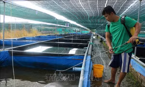 Tiêu hủy số lượng lớn tôm hùm nước ngọt, tôm càng đỏ