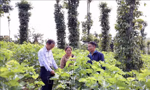 Mô hình mới giúp đồng bào Mạ thoát nghèo
