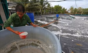 Phát triển bền vững nghề nuôi tôm - Bài 1: Nuôi tôm gặp khó
