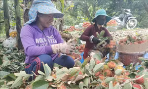 Chôm chôm nghịch vụ cho lợi nhuận tăng gấp 3 lần