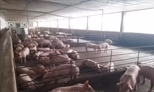 Gần 330 cơ sở chăn nuôi ở Đồng Nai chưa hoàn thiện thủ tục về môi trường