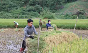 'Mùa vàng' trong đại ngàn Pù Huống 