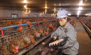 Giải pháp dài hạn phát triển doanh nghiệp chăn nuôi gia cầm