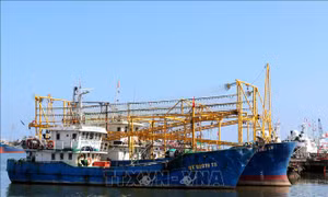 Quảng Trị cao điểm thực hiện chống khai thác thủy sản bất hợp pháp    