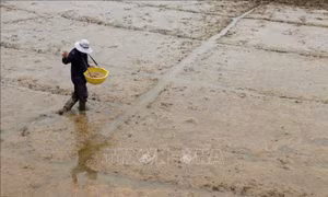Giá lúa tăng, nông dân gieo sạ lúa Thu Đông không theo khuyến cáo