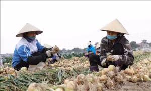 Hiệu quả từ những mô hình nông nghiệp ứng dụng công nghệ cao
