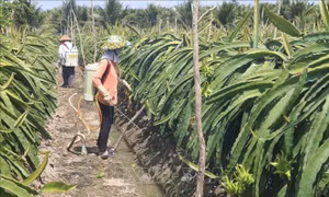 Phát triển bền vững các vùng chuyên canh - Bài 1: Đa dạng vùng trồng
