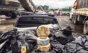 Giấu 1,3 tấn cocaine trong lô hàng trái cây 