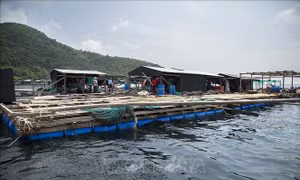 Nâng cao năng lực quản lý nhà nước về thủy sản