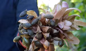 Bảo vệ rừng cây ươi mùa ra trái