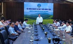 Từ 11 – 12/9, Trung Quốc sẽ kiểm tra vùng trồng dừa Việt Nam