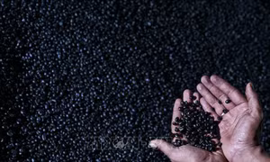 Giá cà phê Robusta có thể hạ nhiệt sau khi chạm mức cao nhất trong 45 năm
