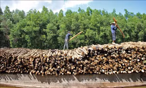 Phát triển kinh tế lâm nghiệp xứng tầm