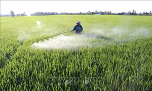 Đòn bẩy đắc lực thực hiện tái cơ cấu nông nghiệp ở Đồng Tháp
