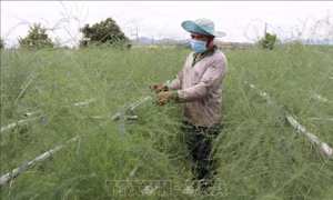 Đa dạng hoạt động hỗ trợ nông dân Ninh Thuận phát triển sản xuất