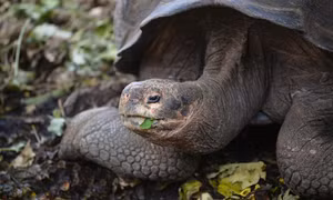 Phát hiện loài rùa khổng lồ mới trên quần đảo Galapagos