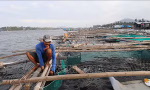Khôi phục sản xuất chăn nuôi sau bão lũ, đảm bảo nguồn cung dịp Tết