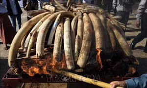 Tiếng kêu cứu của động vật hoang dã