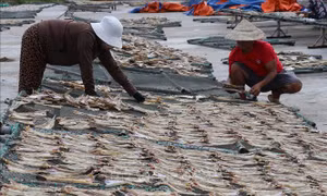 Người dân vùng biển tăng thu nhập từ chế biến cá khô