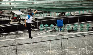 Phát triển ngành tôm theo hướng hợp tác liên kết chuỗi giá trị sản phẩm