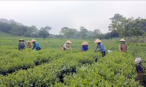Người dân Thái Hòa học tập và làm theo Bác bằng những việc làm cụ thể, thiết thực