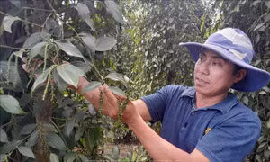 Người dân vùng biên hưởng lợi từ canh tác hồ tiêu theo hướng hữu cơ