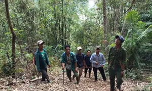 Người Bahnar gìn giữ rừng nguyên sinh Kon Ka Kinh 
