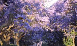 Đẹp nao lòng mùa hoa phượng ở Pretoria, Nam Phi