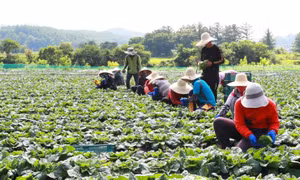 Tỉnh Nam Jeolla thí điểm thuê lao động nông nghiệp thời vụ Việt Nam 