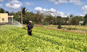 Nhân rộng mô hình tạo sinh kế cho người nghèo