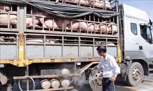 Chỉ thị về ngăn chặn nhập lậu, vận chuyển trái phép động vật