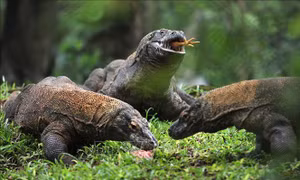 Indonesia bắt giữ 4 nghi phạm buôn lậu rồng Komodo
