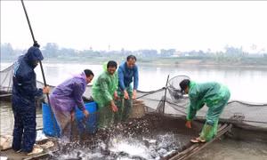 Cá được giá, người nuôi cá lồng phấn khởi