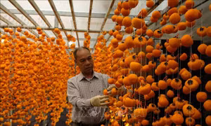 Nghỉ hưu vẫn 'du học' làm hồng treo theo công nghệ Nhật