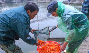 Người nuôi cá chép đỏ tất bật ngày Tết ông Công, ông Táo