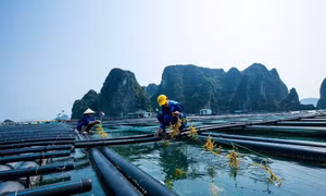 Quảng Ninh dự kiến phát triển ít nhất 5 vùng trọng điểm nuôi biển