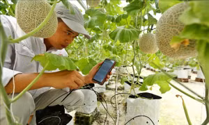 Mở rộng dư địa hợp tác nông nghiệp công nghệ cao Việt Nam - Thái Lan
