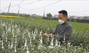 Phát triển bền vững các vùng sản xuất nông nghiệp tập trung