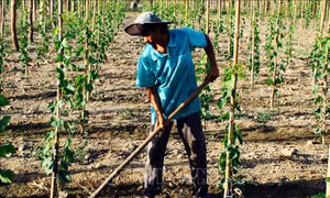 Ninh Thuận chuyển đổi gần 1.200 ha cây trồng trên vùng đất khô hạn